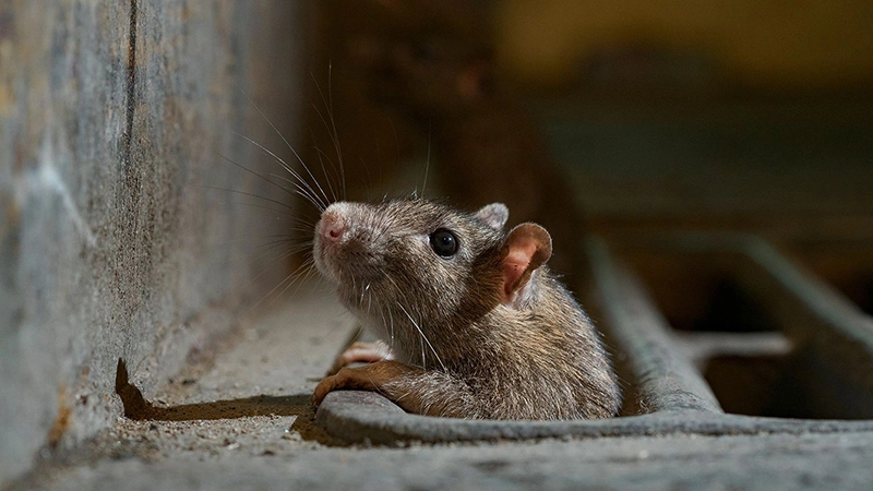 How to get rid of rats in your drains